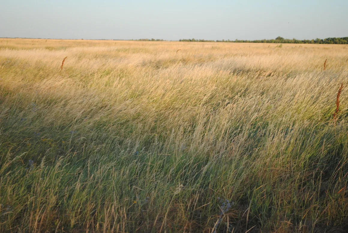 Wind blowing across a regenerative agriculture grass field